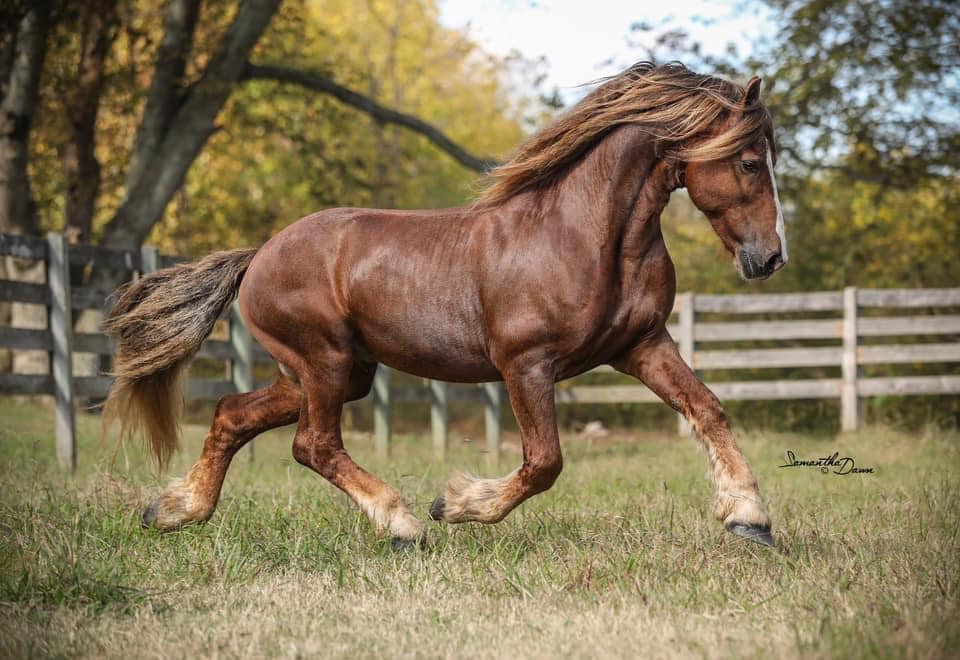 Red Fresian Stallion Iron man